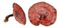Reishi,supernatural mushroom,lingchih